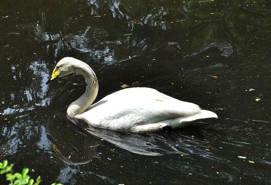 Image de Cygne chanteur