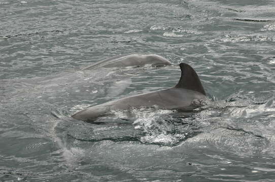 Imagem de Tursiops Gervais 1855