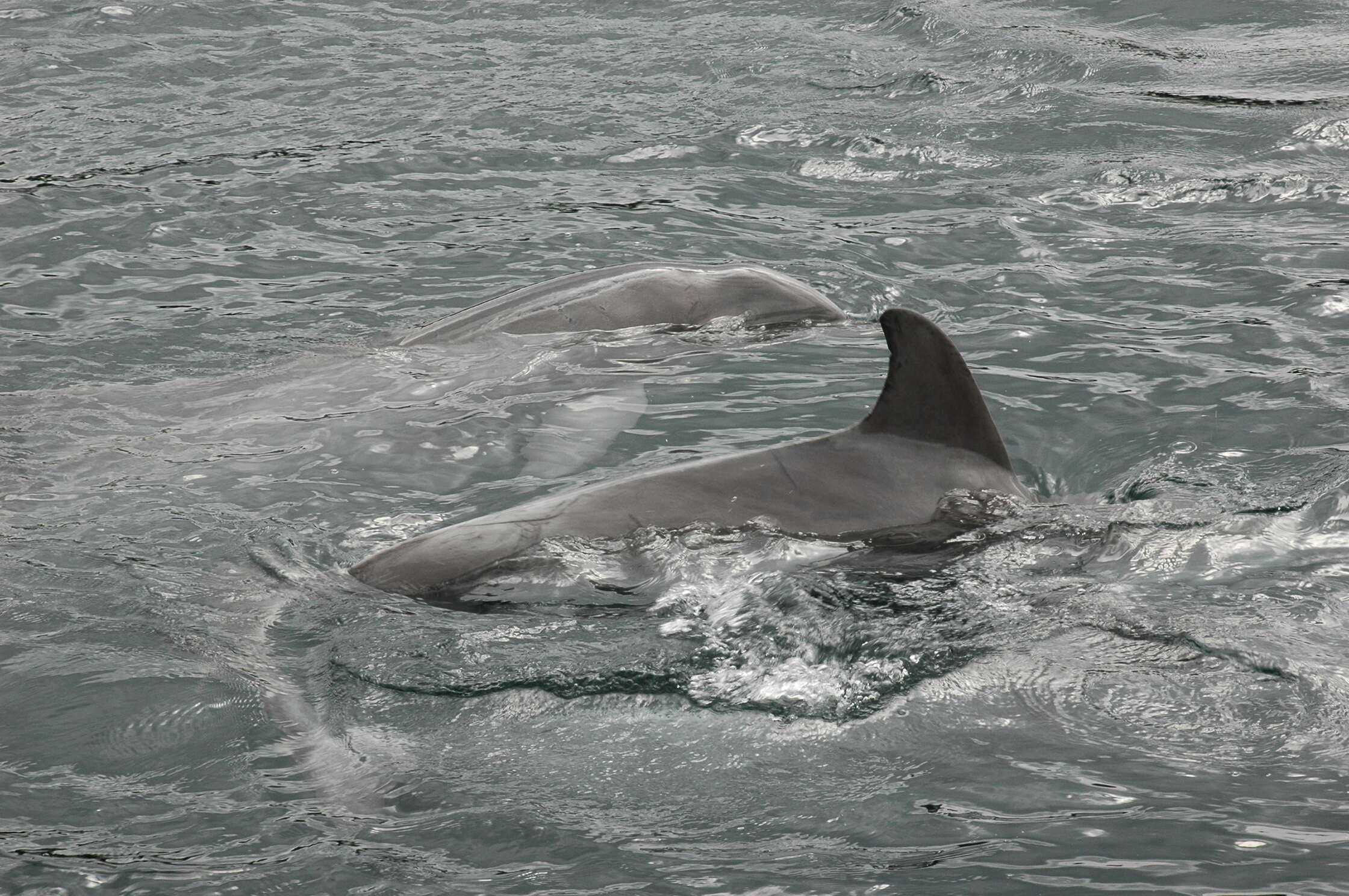 Image of Bottlenose Dolphin