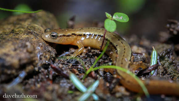 Image of Brook salamander