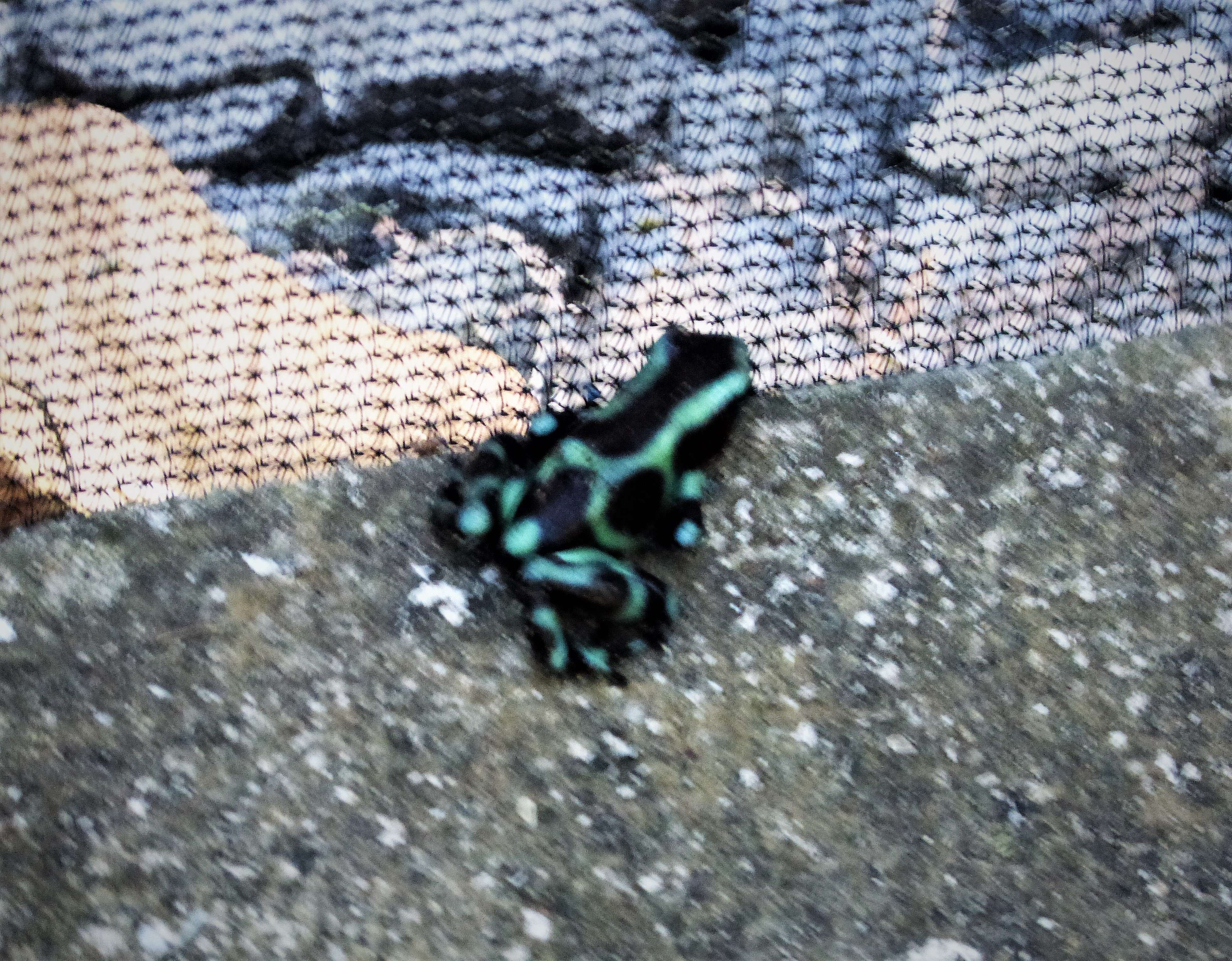 Image of Gold Arrow-poison Frog