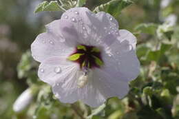 Image of Malva subovata (DC.) Molero & J. M. Monts.