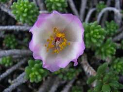 Portulaca pilosa subsp. villosa (Cham.) Gees. resmi