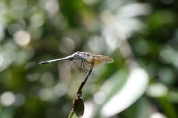 Image of Skimmers (Dragonflies)