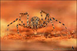 Image of spitting spiders