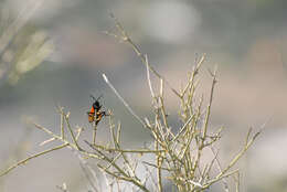 Image of Tarantula Hawks