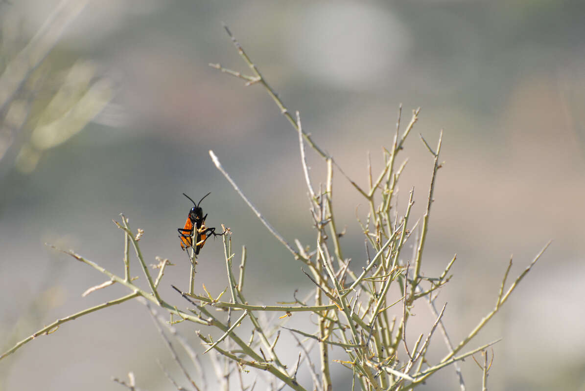 Image of Tarantula Hawks