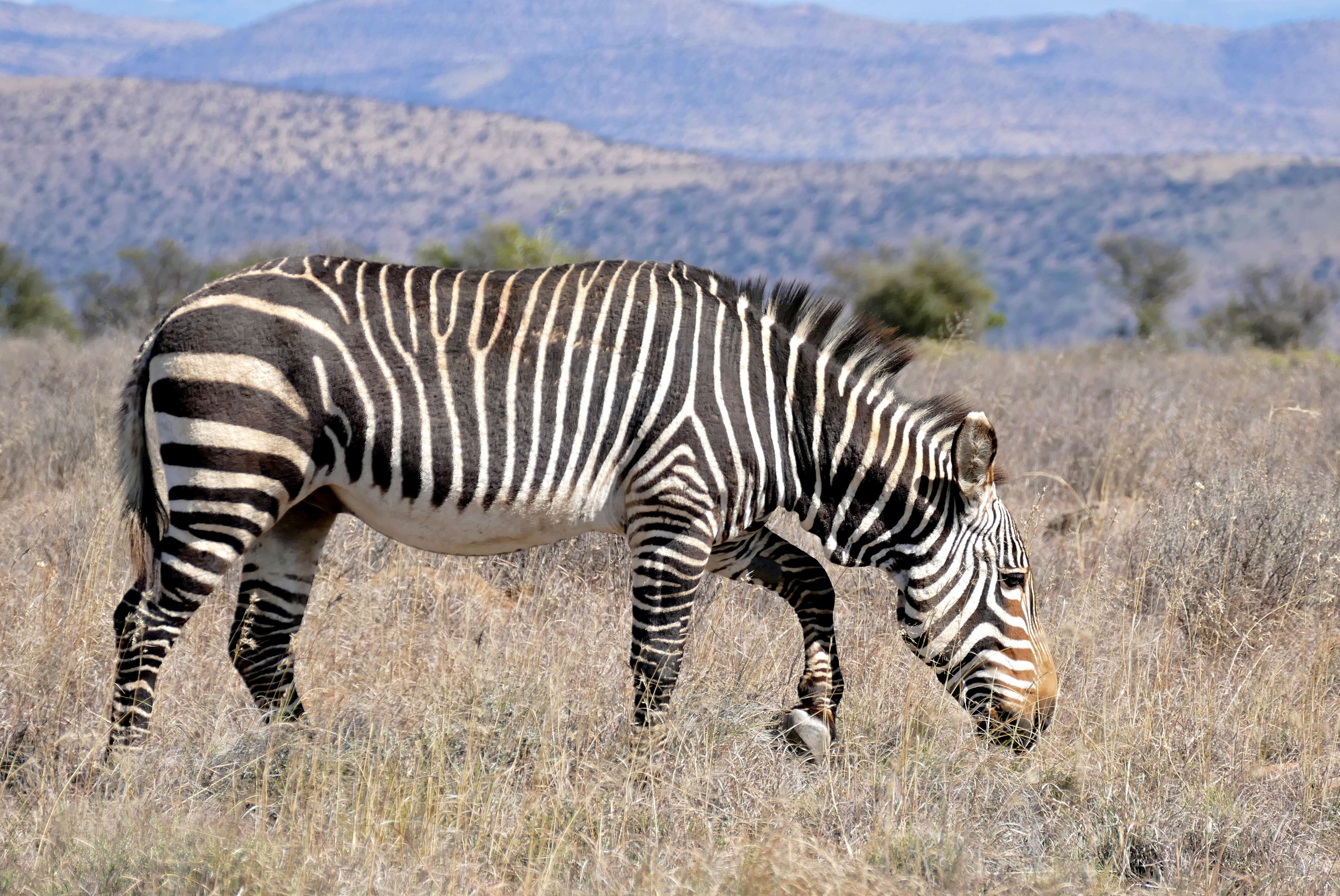 Image of zebra