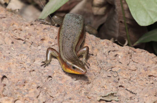 Image of Common Sun Skink