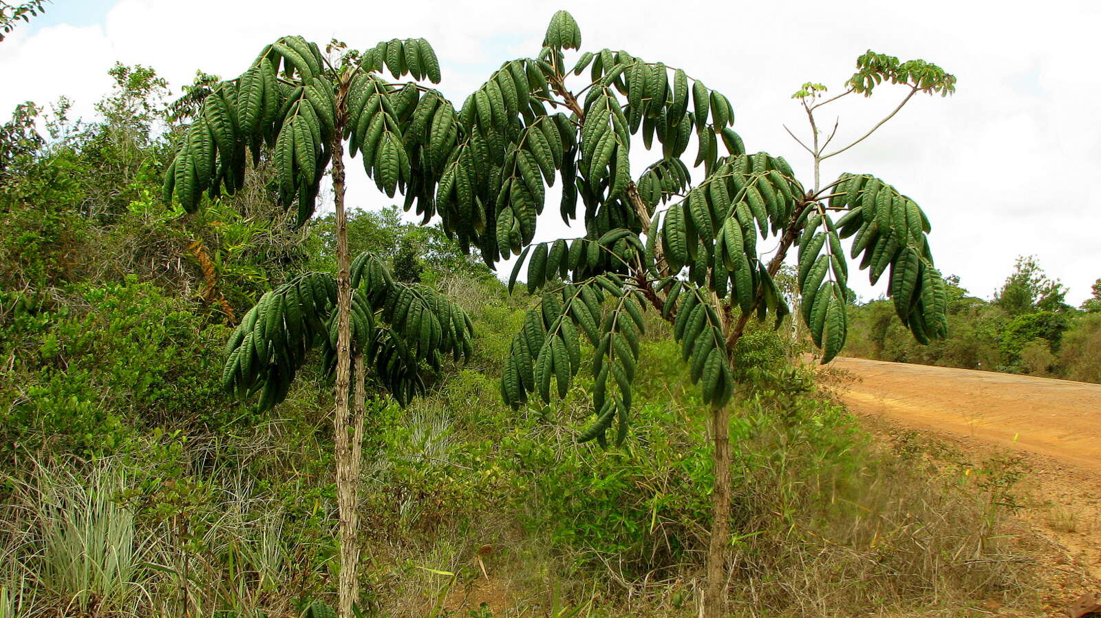 Andira legalis (Vell.) Toledo的圖片