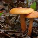 صورة Lactarius atlanticus Bon 1975