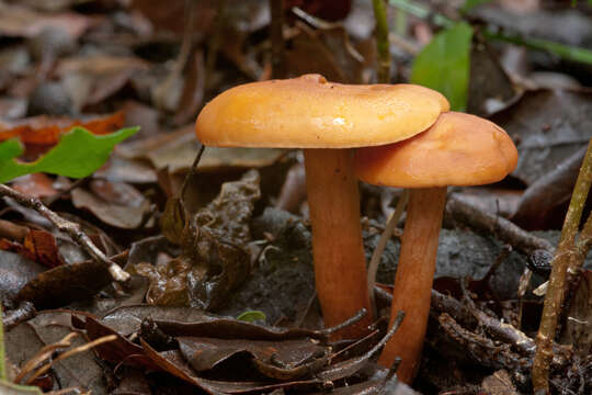 Image de Lactarius atlanticus Bon 1975