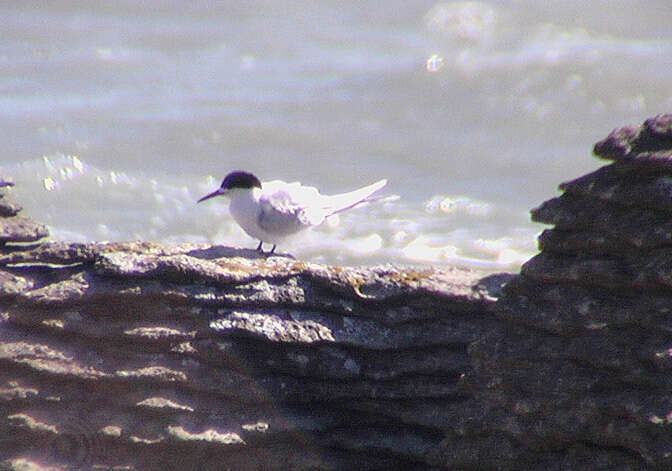 Image of White-fronted Tern