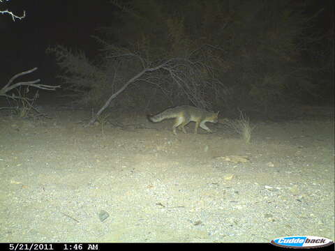 Image of Grey Foxes