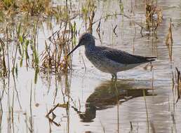 Image of Tringa Linnaeus 1758