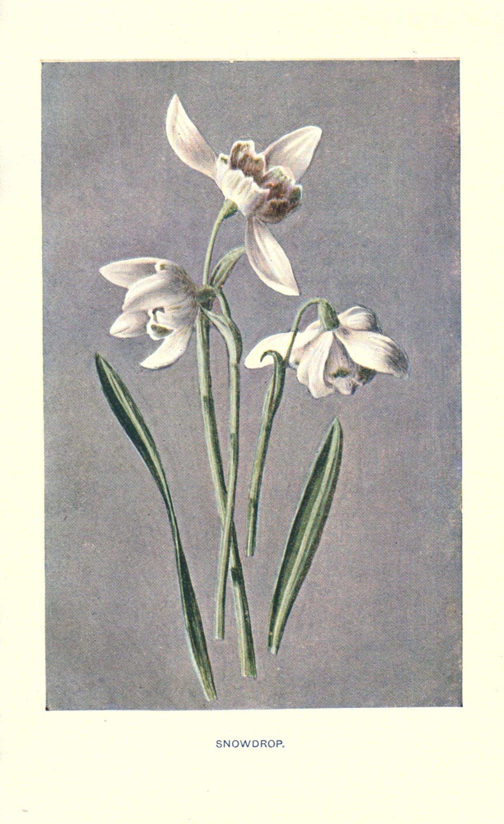 Image of Snowdrop