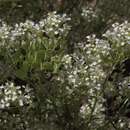 Image of desert pepperweed