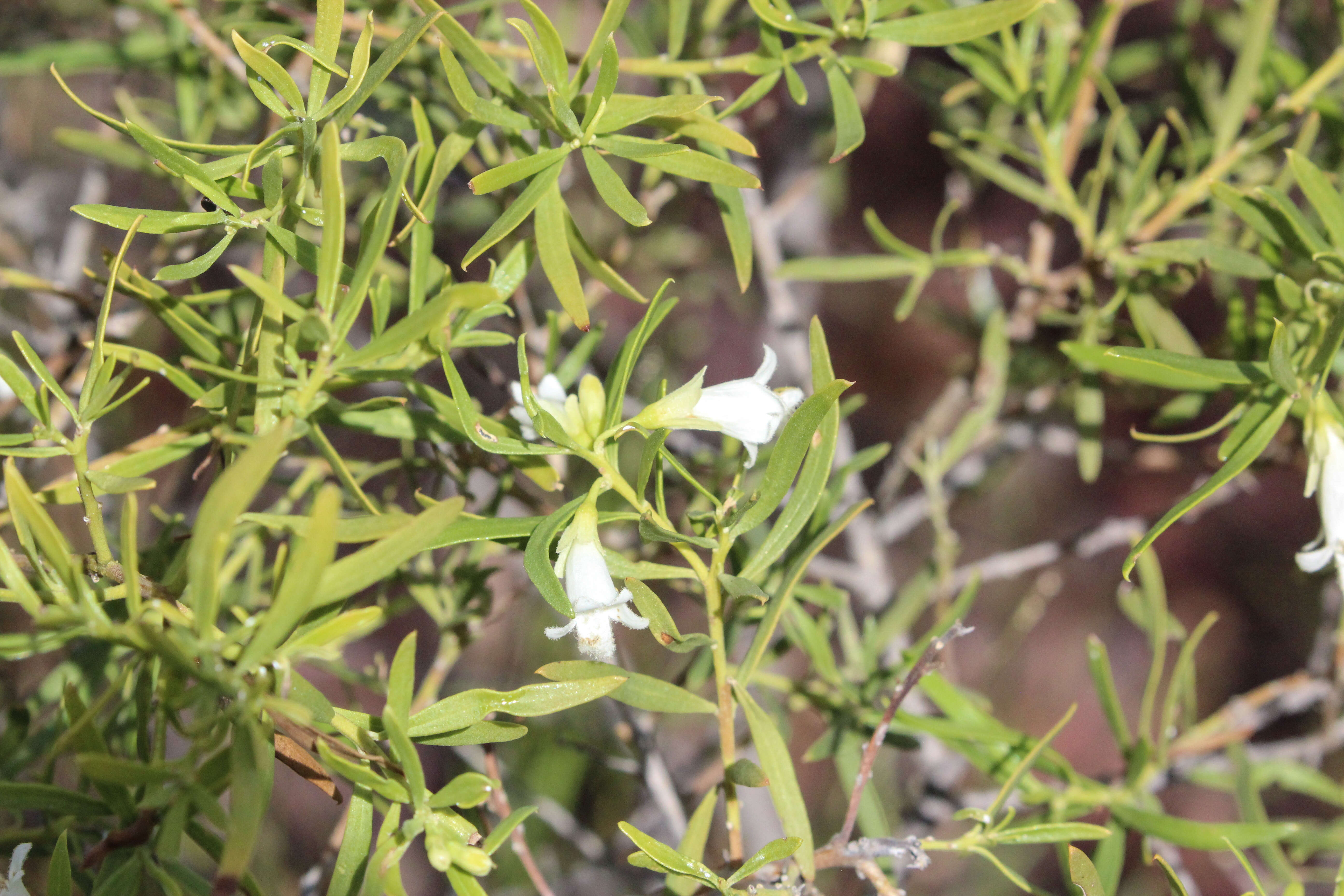 صورة Eremophila mitchellii Benth.