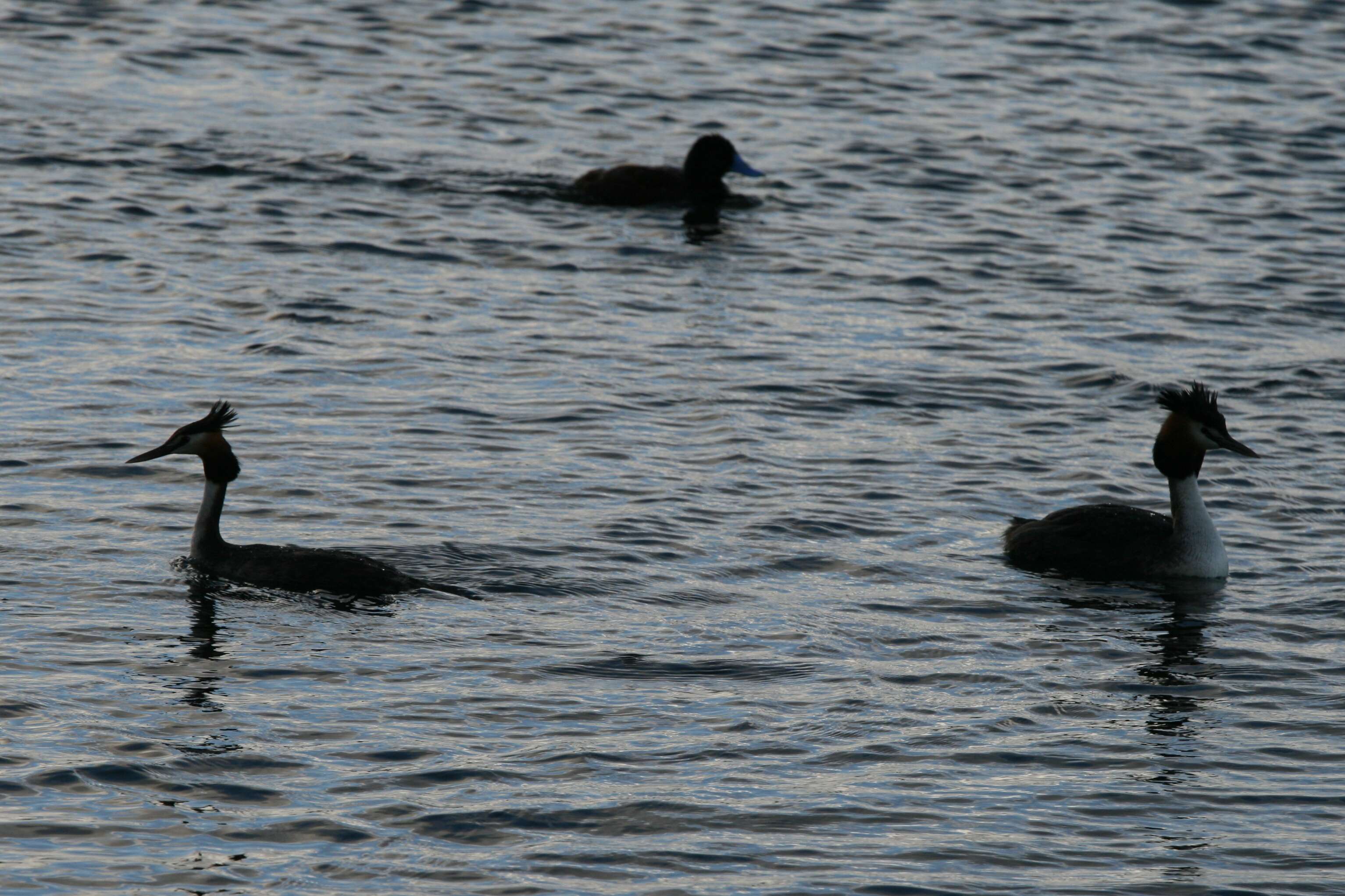 صورة Podiceps cristatus australis Gould 1844