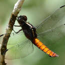 Image of Libellula herculea Karsch 1889