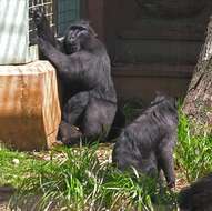 Image of macaques