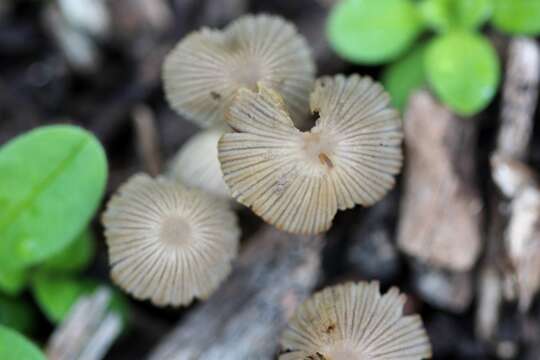 Image of Coprinellus disseminatus (Pers.) J. E. Lange 1938