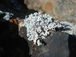 Image of snow lichen