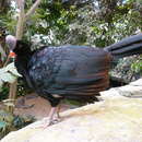 Image of Helmeted Curassow