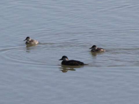 Image of American Scoter