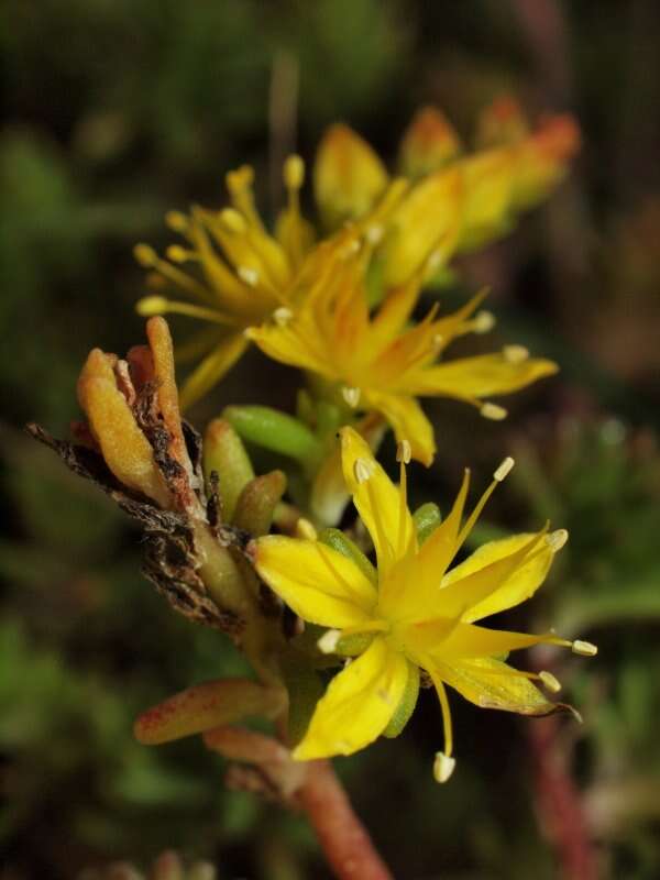 Image of stonecrop