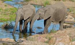 Image of African bush elephant