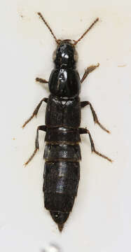 Image of Large rove beetle