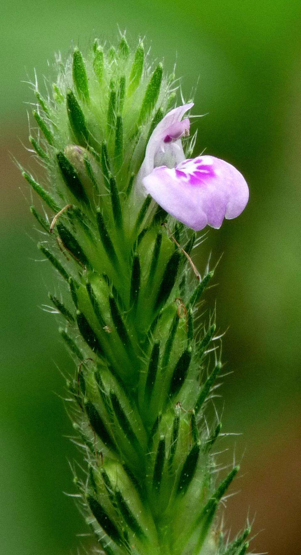 Image of Justicia procumbens L.