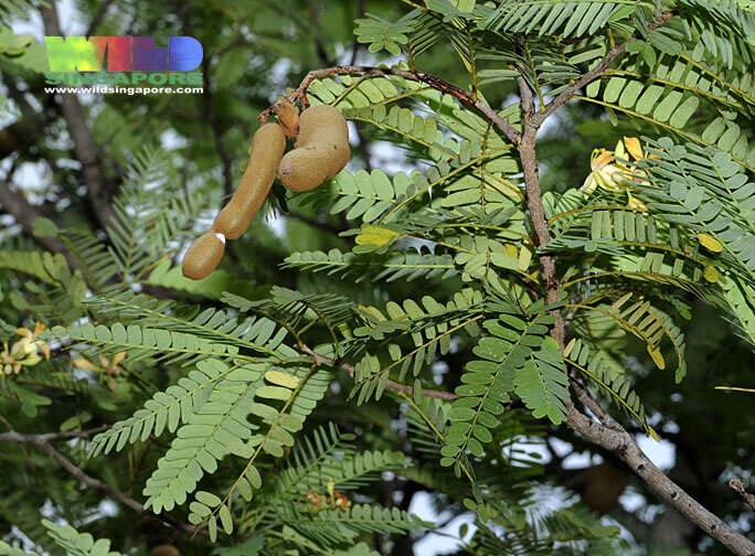 Image of tamarind