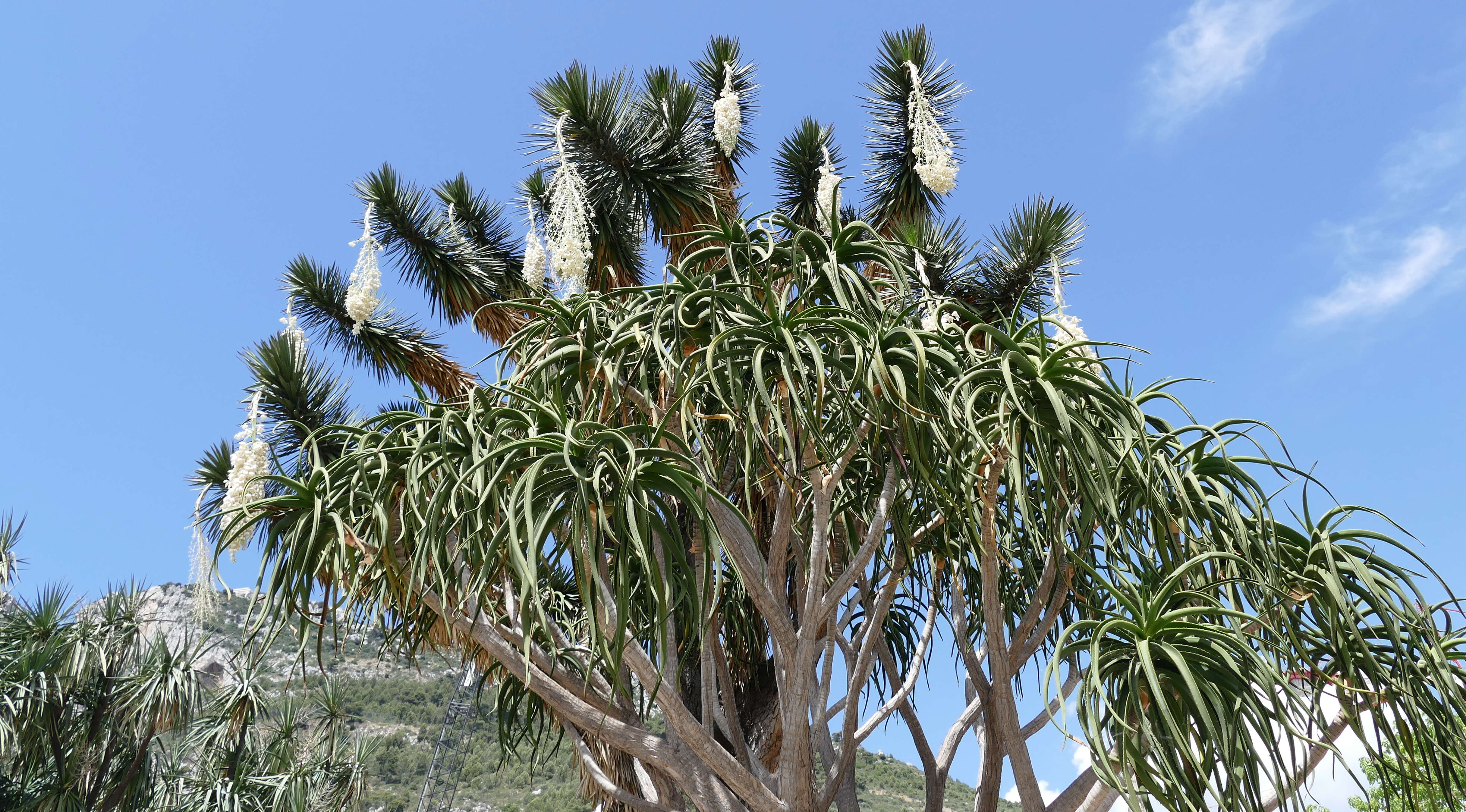 Image of yucca