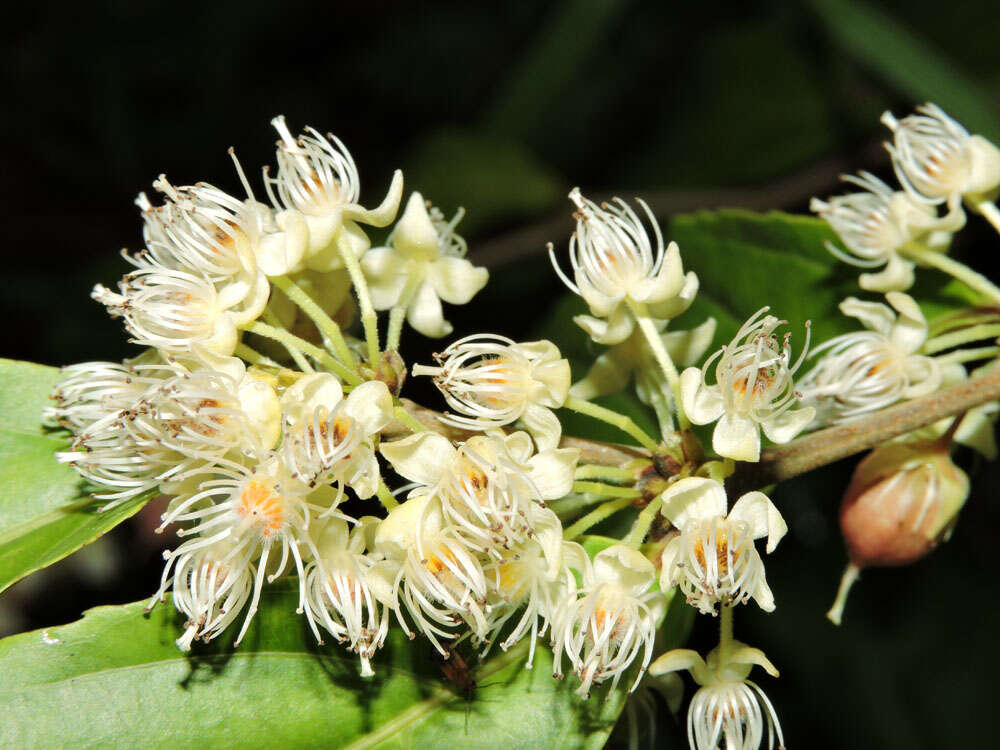 Image of Casearia commersoniana Cambess.