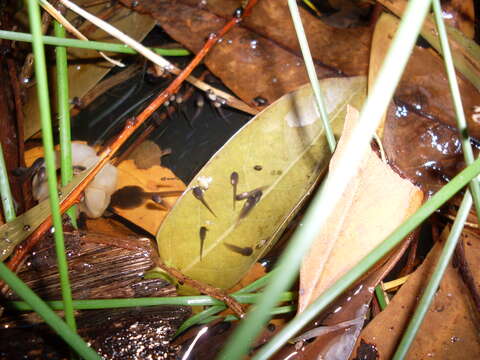 Image of Brown Frog