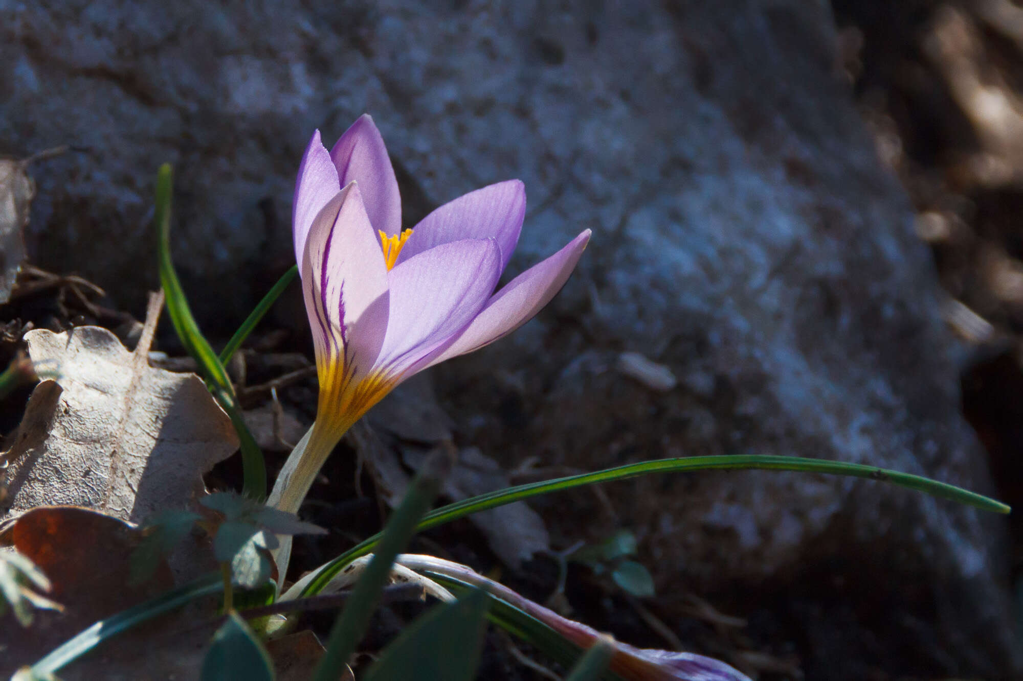 Image of crocus