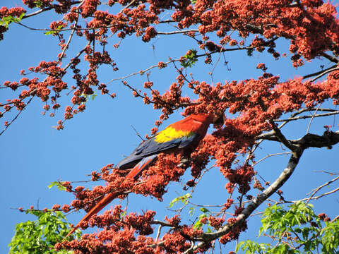 Image of macaws