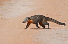 Image de Coati à queue annelée