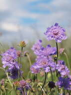 Image of Pincushion Flowers
