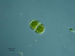 Image of Chlorophyceae