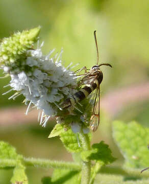 Image of Synanthedon theryi Le Cerf 1916