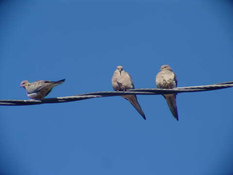 Image of American Mourning Dove