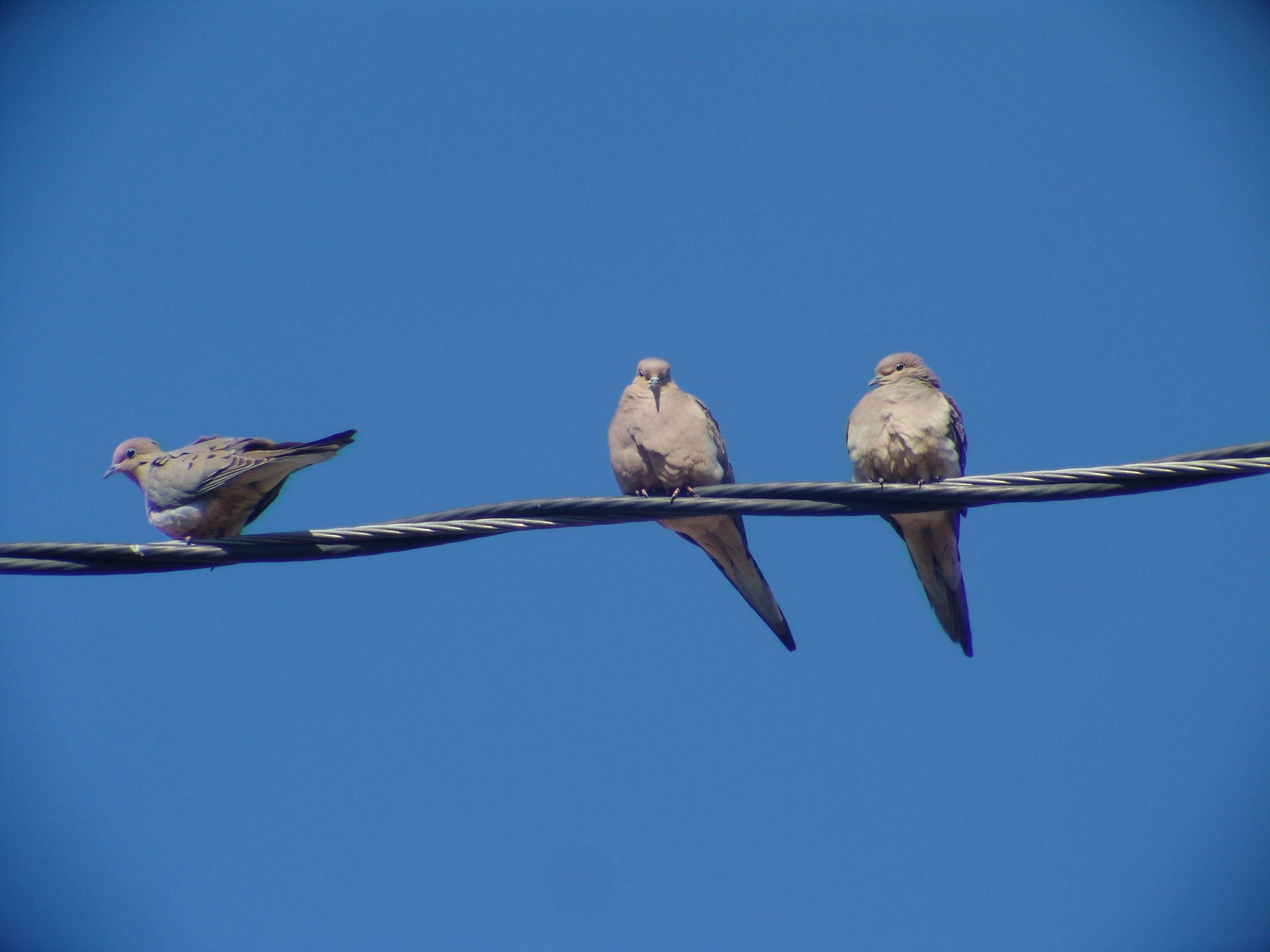 Image of American Mourning Dove