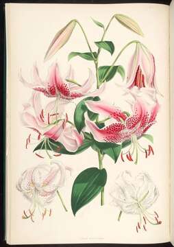 Image of Lilium speciosum Thunb.