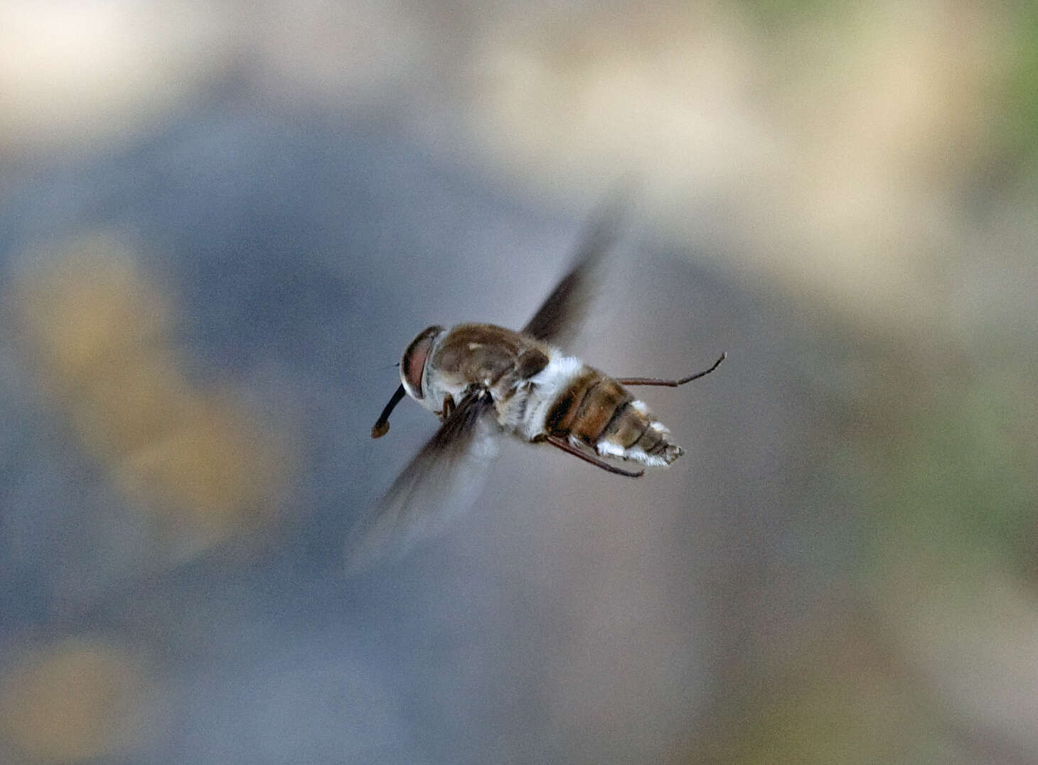 Image of Trichophthalma costalis (Westwood 1835)