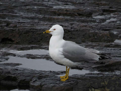 Larus Linnaeus 1758 resmi