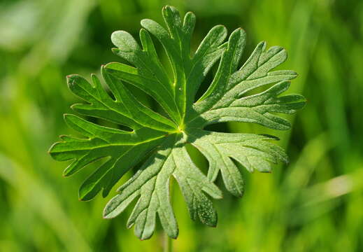 Image of cut-leaved cranesbill