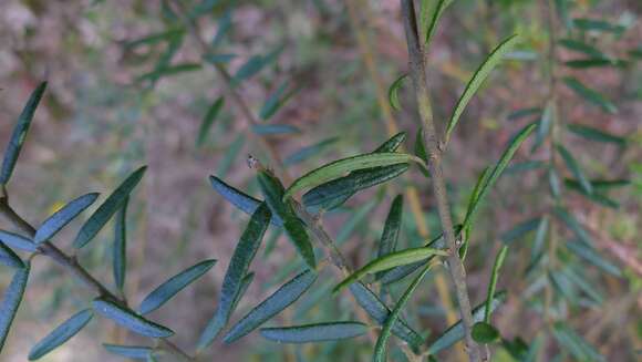 Imagem de Aotus ericoides (Vent.) G. Don